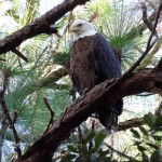 Eagle in pine